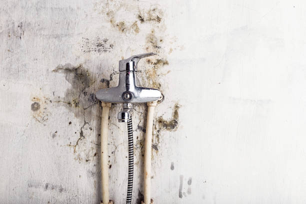 Best Residential Mold Removal  in South Padre Island, TX