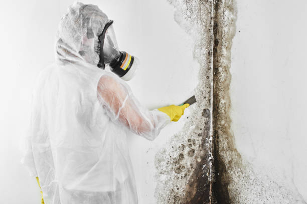 Best Mold Testing  in South Padre Island, TX