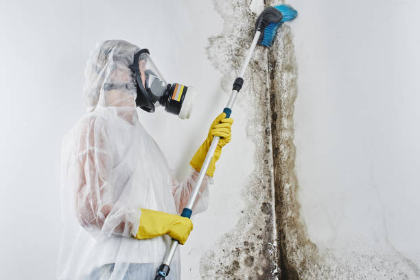 Best Black Mold Removal  in South Padre Island, TX