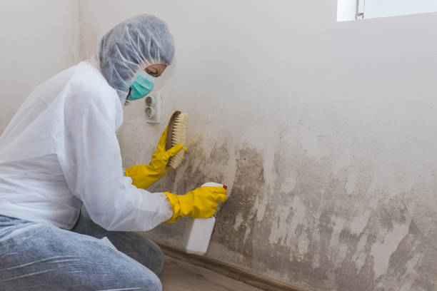 Office Mold Removal Services in South Padre Island, TX