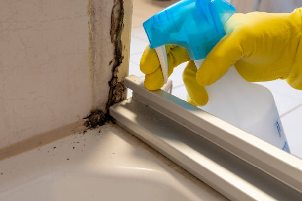 Best Commercial Mold Removal  in South Padre Island, TX