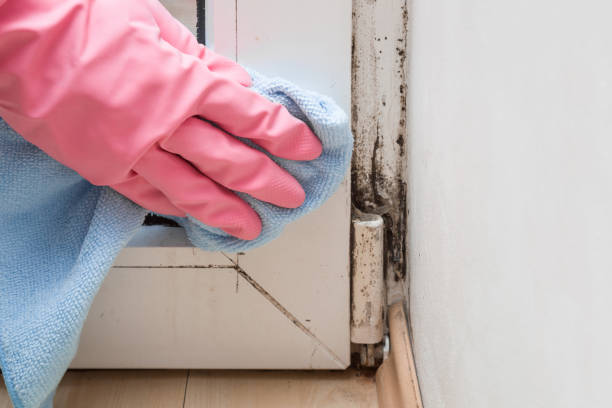 Mold Removal Process in South Padre Island, TX
